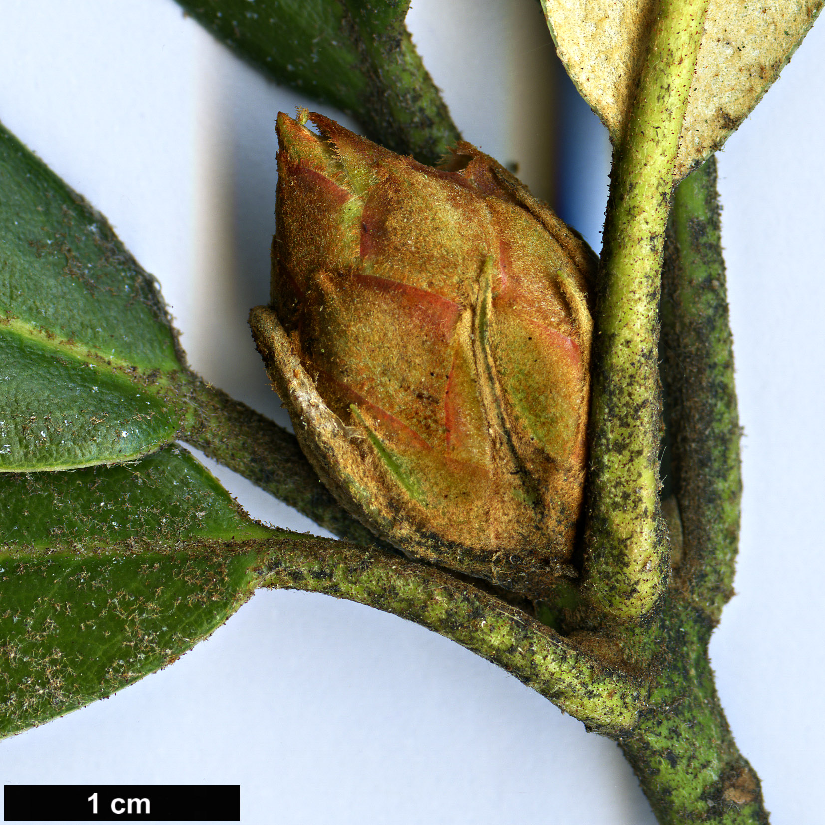 High resolution image: Family: Ericaceae - Genus: Rhododendron - Taxon: balfourianum - SpeciesSub: Aganniphoides Group